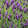 Lavendula stoechas